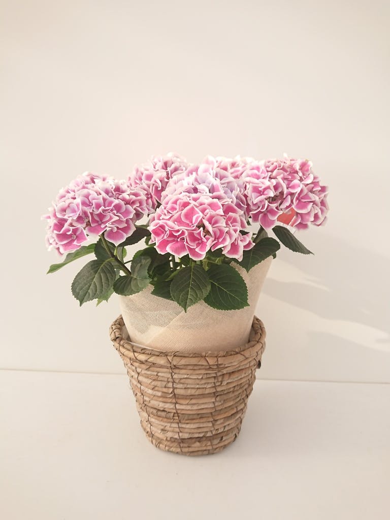 母の日】あじさい 鉢植えのお花 ホットチボリ ピンク ウッドポット