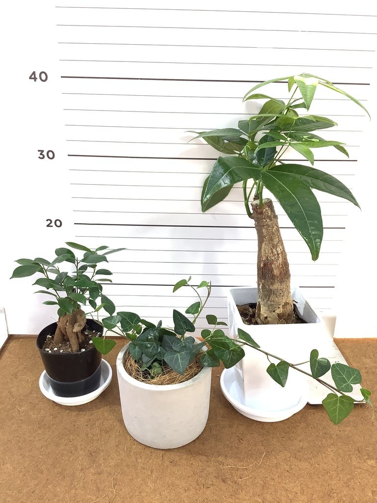 ガジュマル 8号 | 観葉植物通販HitoHana(ひとはな)