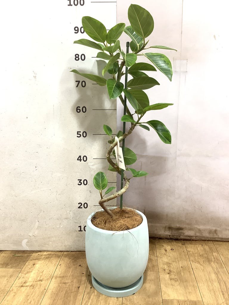 観葉植物 フィカス アルテシーマ 5号 曲り プラスチック鉢 | 観葉植物