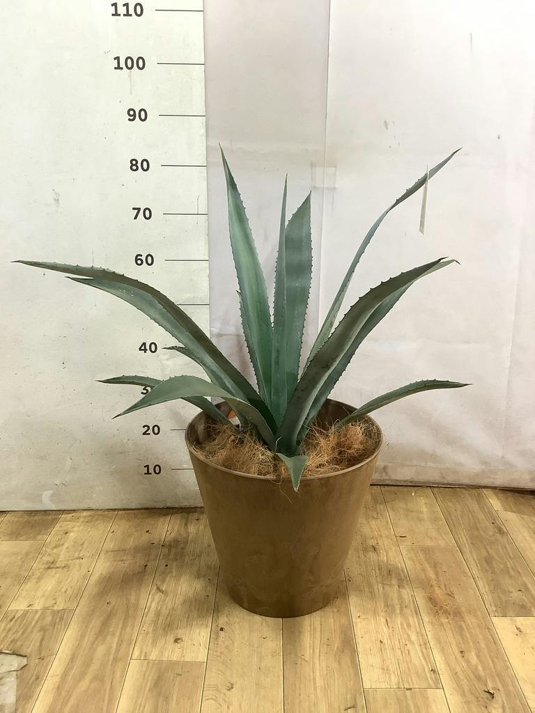 アガベ 8号 | 観葉植物 | インテリアやギフトに - Hitohana（ひとはな）