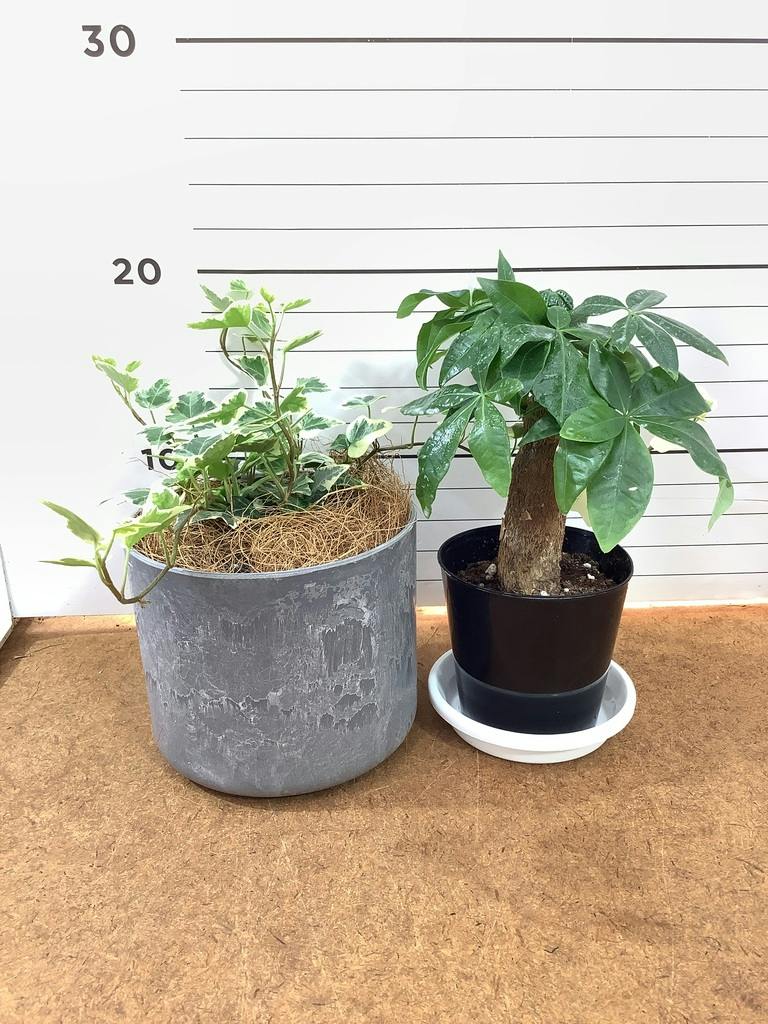 観葉植物 初心者セット | HitoHana（ひとはな）