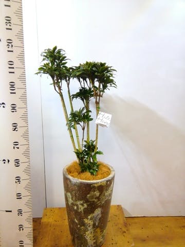 観葉植物 ドラセナ パープルコンパクタ 8号 アトランティス クルーシブル 付き