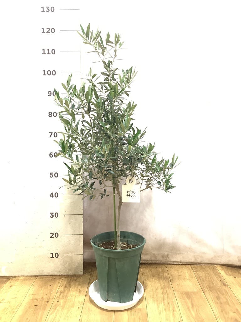 観葉植物 オリーブの木 8号 ピクアル フォレスト トール ホワイト 付き