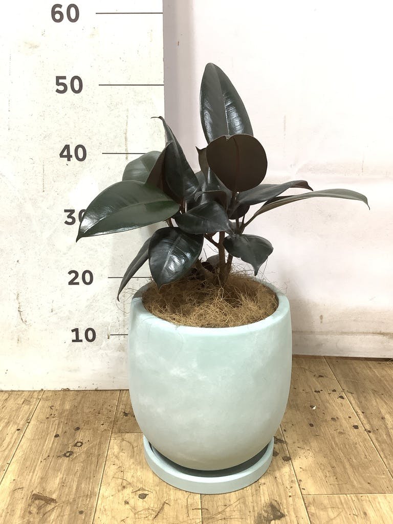 フィカス バーガンディ 5号 | 観葉植物の通販ならHitoHana（ひとはな）