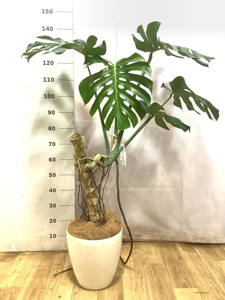 観葉植物 モンステラ 8号 根あがり ラスターポット 付き | 観葉植物