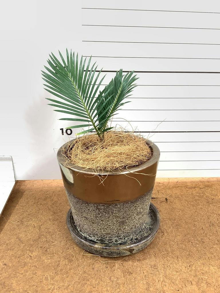 観葉植物 ソテツ 3号 実生 ラーケルシリンダー 11 ゴールド 付き