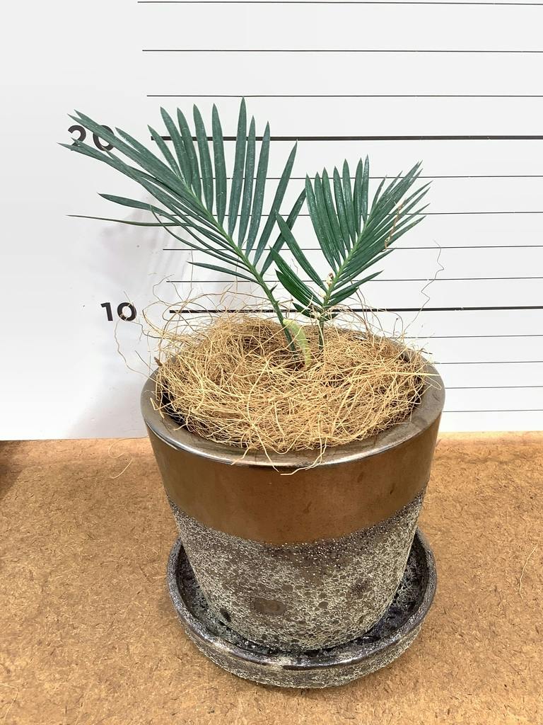観葉植物 ソテツ 3号 実生 ラーケルシリンダー 11 ゴールド 付き