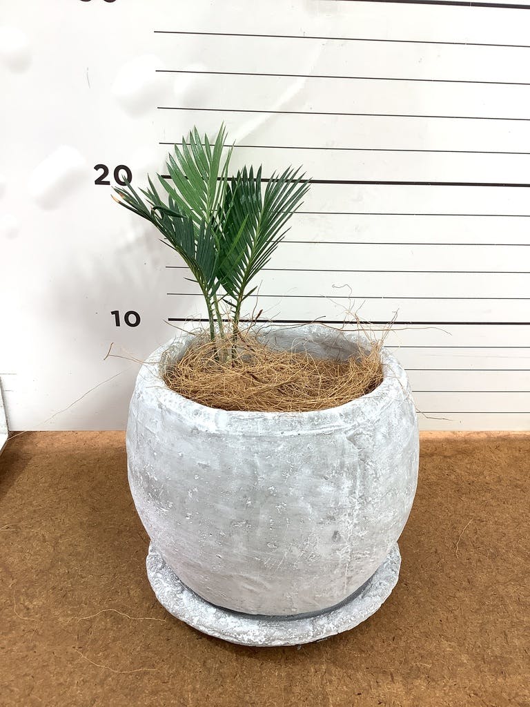 観葉植物 ソテツ 3号 実生 プラスチック鉢 | 観葉植物ならHitoHana