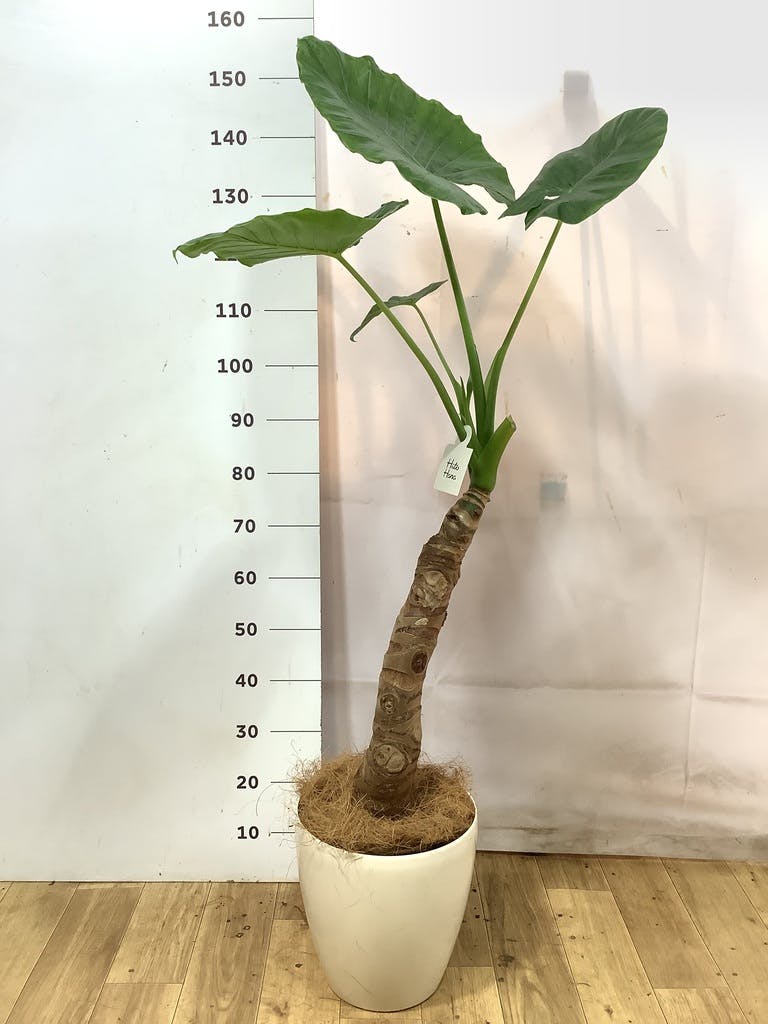 クワズイモ 8号 | 観葉植物通販HitoHana(ひとはな)