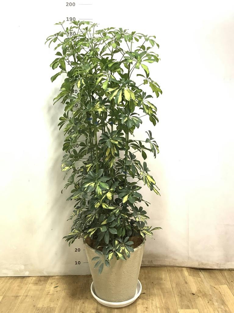 観葉植物 シェフレラ（カポック） 10号 斑入り ビアスソリッド