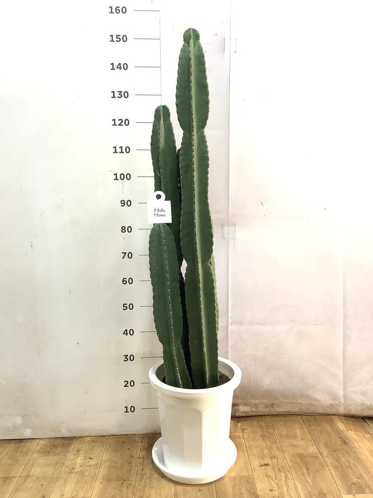 観葉植物 柱サボテン 10号 プラスチック鉢 | 観葉植物ならHitoHana