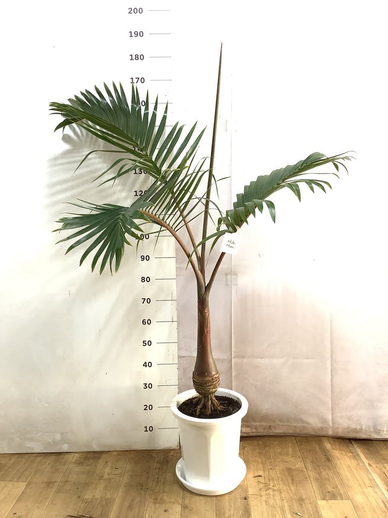観葉植物 トックリヤシ 10号 プラスチック鉢 | 観葉植物ならHitoHana