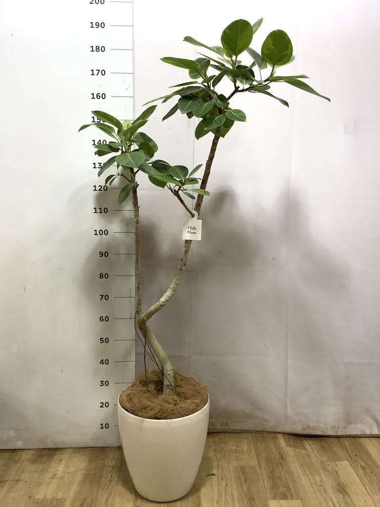 フィカス アルテシーマ 10号 | 観葉植物 | インテリアやギフトに