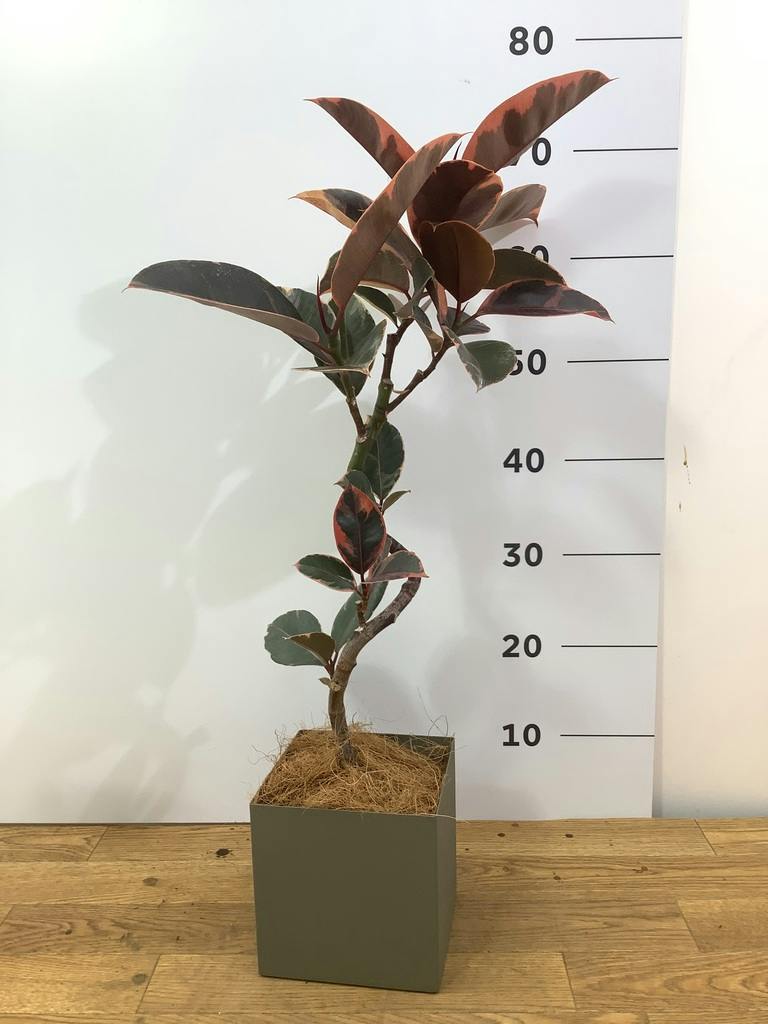 フィカスルビー 曲がり | 観葉植物通販 HitoHana（ひとはな）