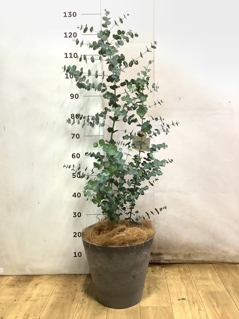ユーカリ 7号 | 通販専門店 HitoHana（ひとはな）