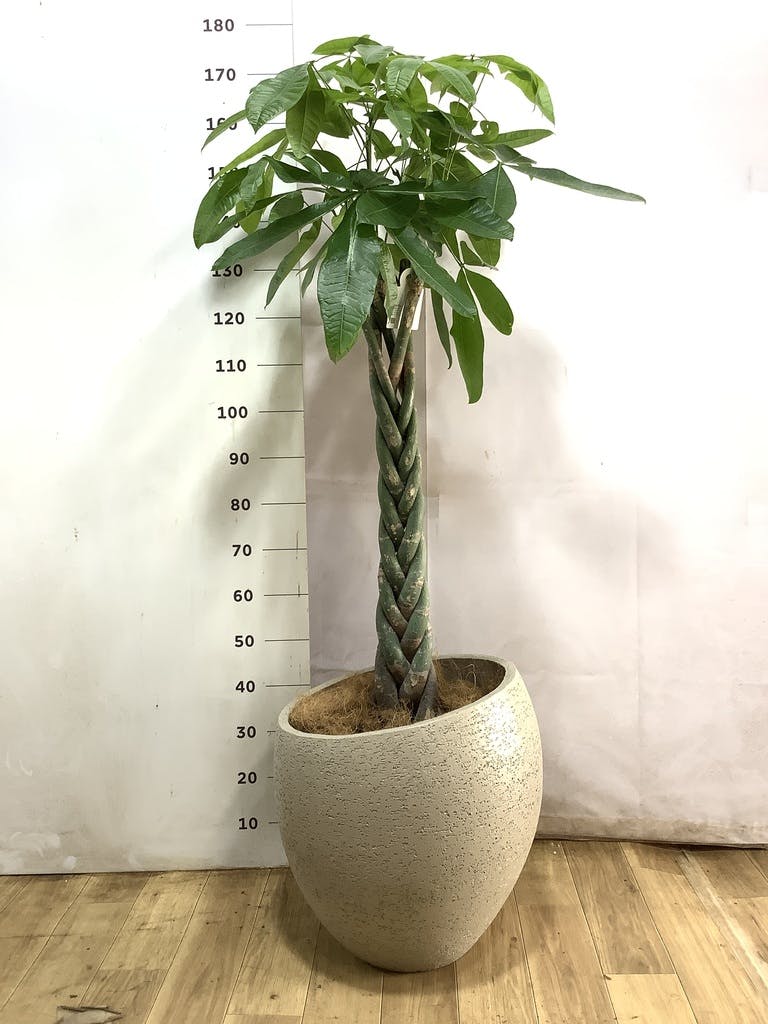 観葉植物 パキラ 10号 ねじり エステリ ピンク 付き | 観葉植物なら