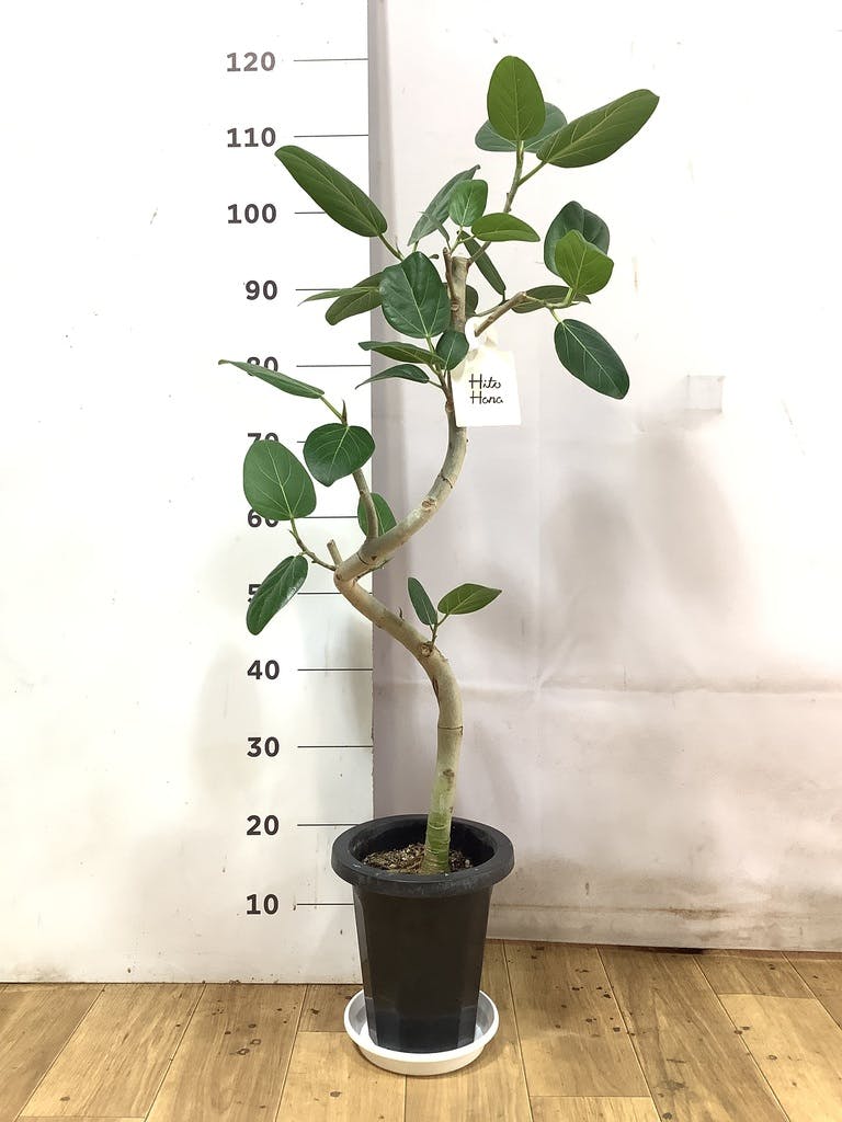 フィカス ベンガレンシス 7号 曲がり | 観葉植物通販 Hitohana（ひとはな）