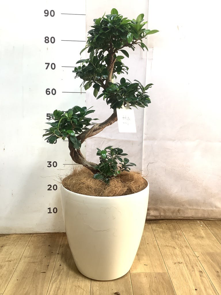 ガジュマル 8号 | 観葉植物通販HitoHana(ひとはな)