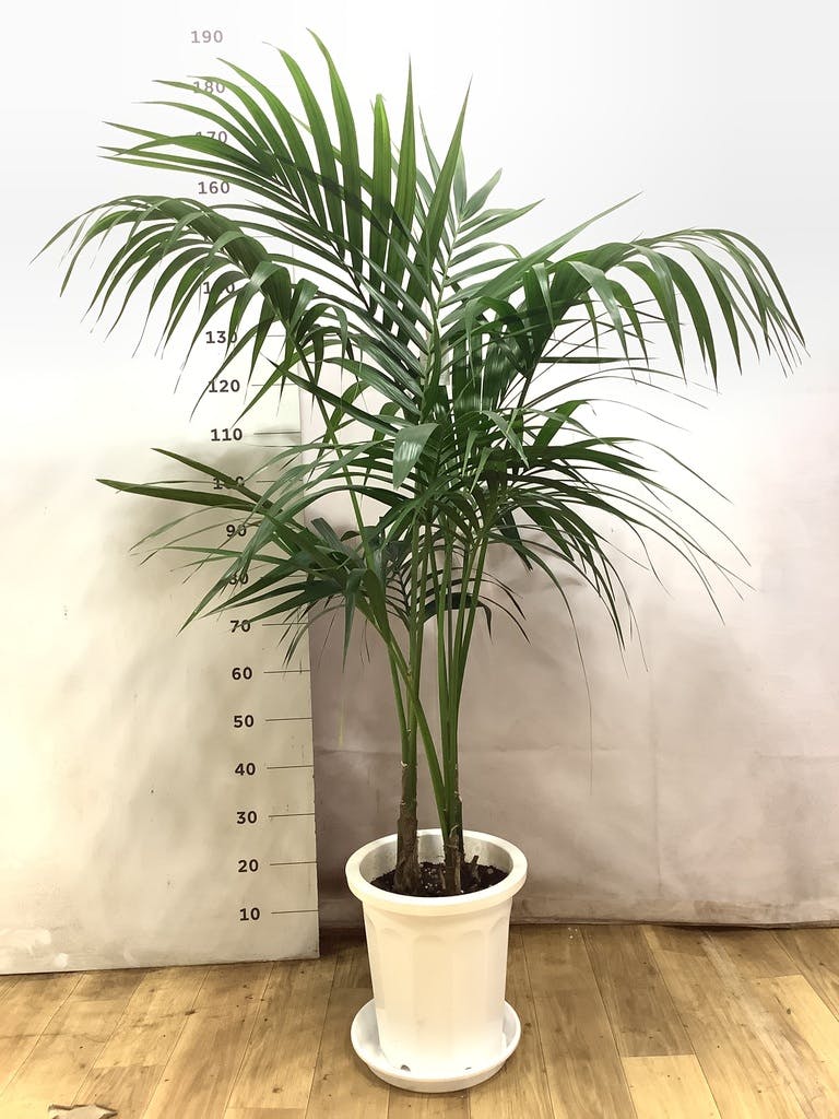 ケンチャヤシ 10号 | 観葉植物の通販ならHitoHana（ひとはな）