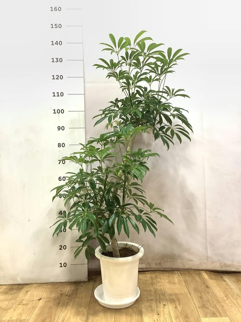 観葉植物 シェフレラ（カポック）8号 朴 プラスチック鉢 | 観葉植物