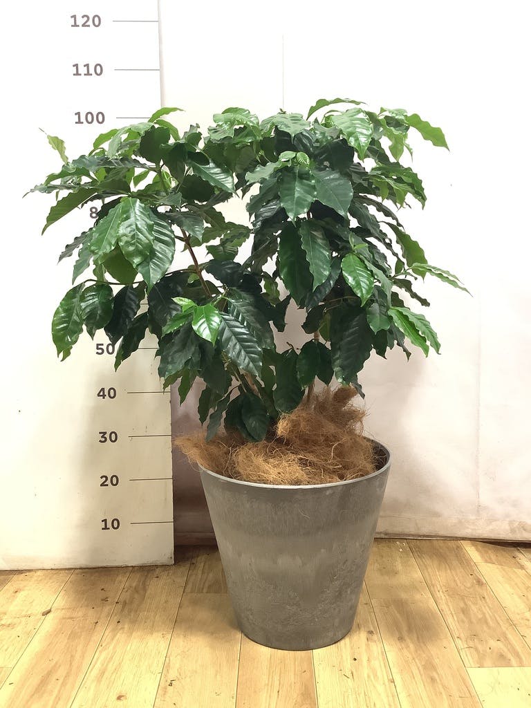 観葉植物 コーヒーの木 8号 ブリティッシュキューブ 付き | 観葉植物