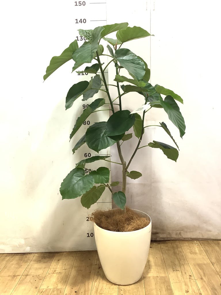 観葉植物 フィカス ウンベラータ 8号 ノーマル ラスターポット 付き