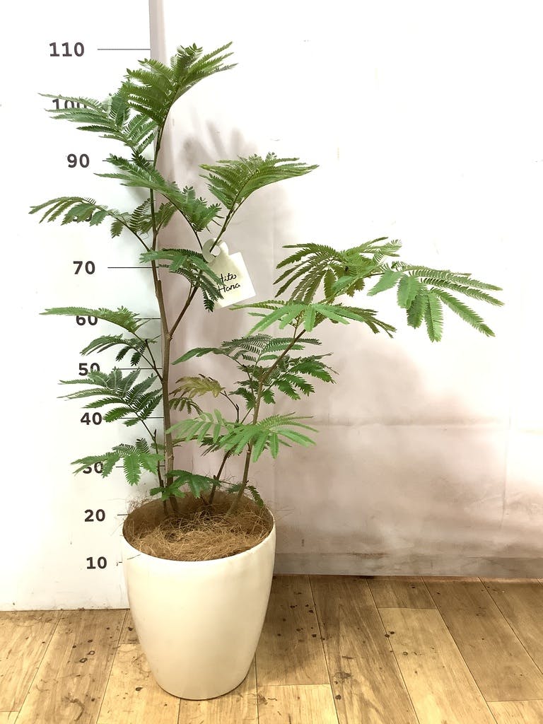 エバーフレッシュ 7号 | 観葉植物の通販ならHitoHana（ひとはな）