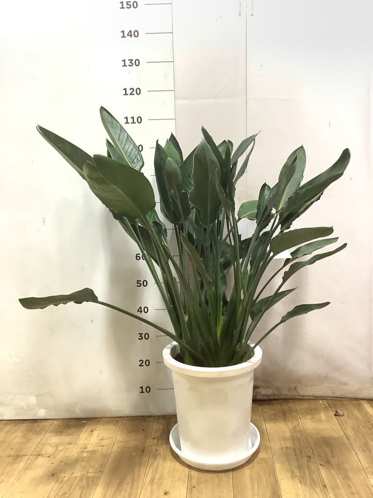 ストレチア レギネ 10号 | 観葉植物 | インテリアやギフトに