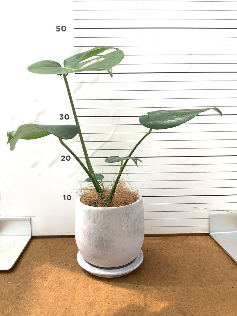 モンステラ 4号 | 観葉植物通販HitoHana(ひとはな) モンステラ 4号 | 観葉植物通販HitoHana(ひとはな)