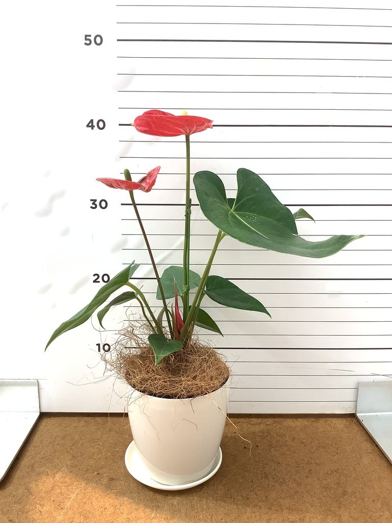 アンスリウム 4号 | 観葉植物 | 送料無料でお届け - Hitohana（ひとはな）