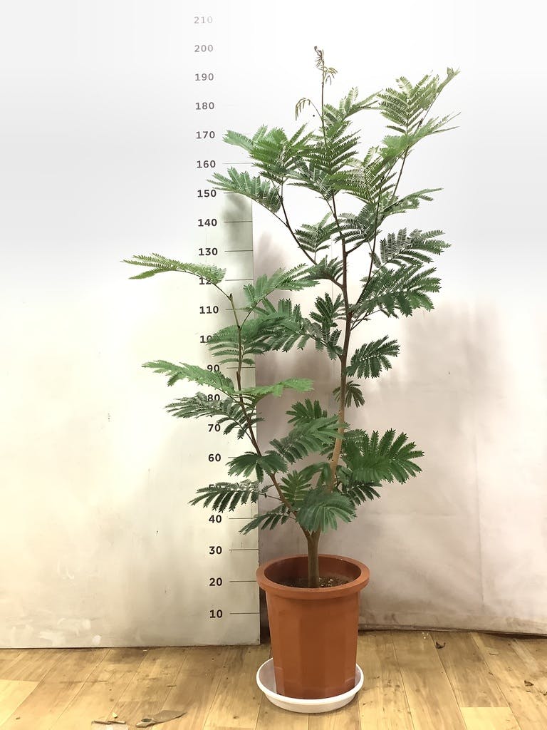 観葉植物 エバーフレッシュ 10号 ボサ造り プラスチック鉢 | 観葉植物