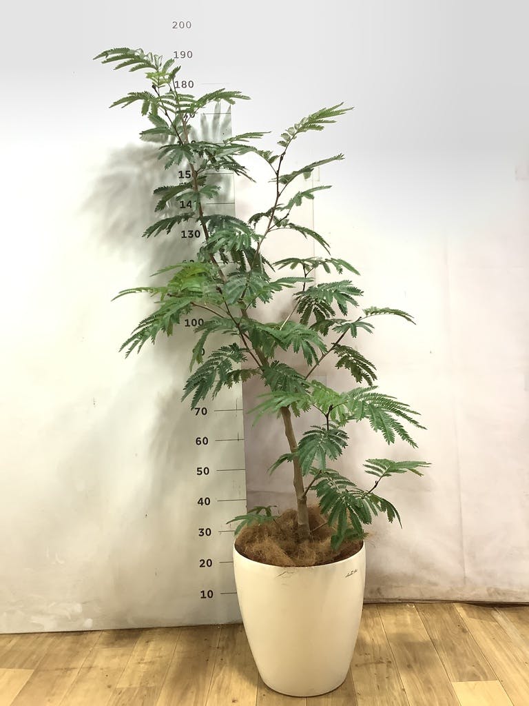 エバーフレッシュ 10号 | 観葉植物の通販ならHitoHana（ひとはな）