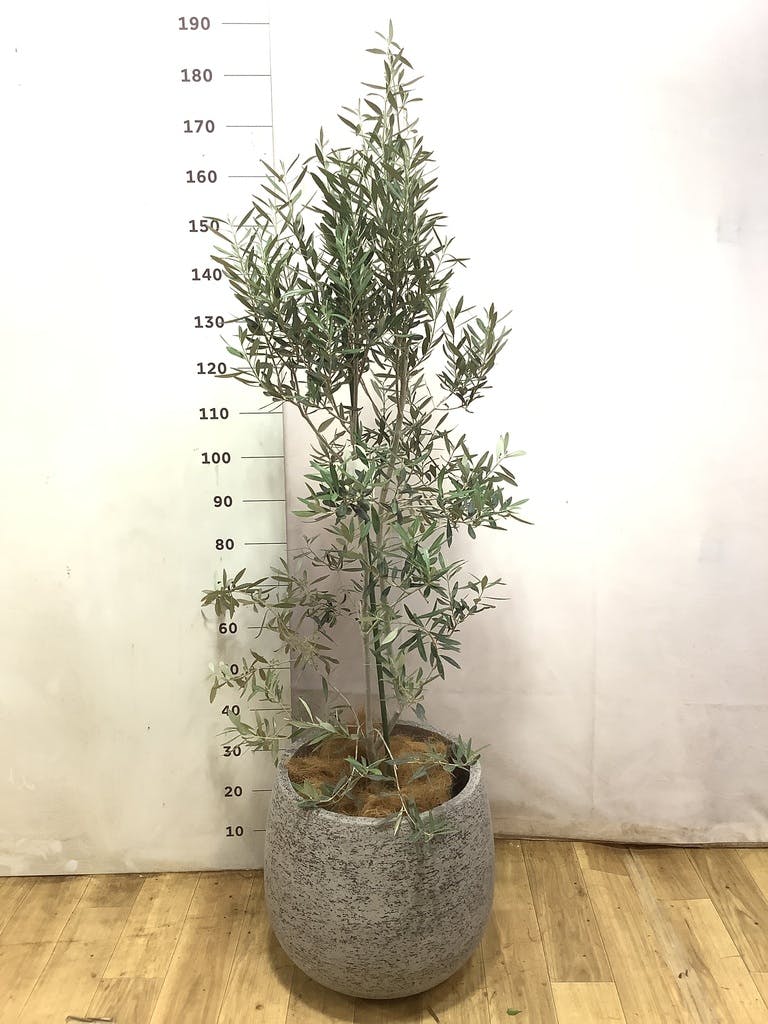 観葉植物 オリーブ 10号 チプレッシーノ エコストーンGray 付き | 観葉