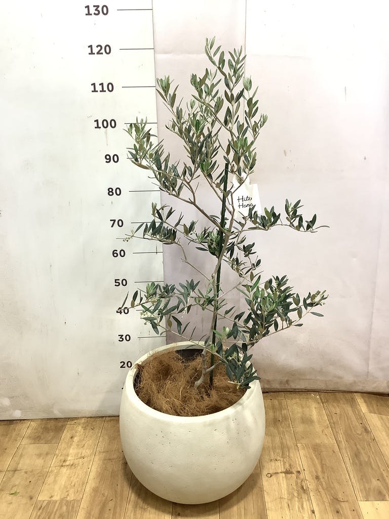 オリーブの木 カヨンヌ | 観葉植物通販HitoHana(ひとはな)