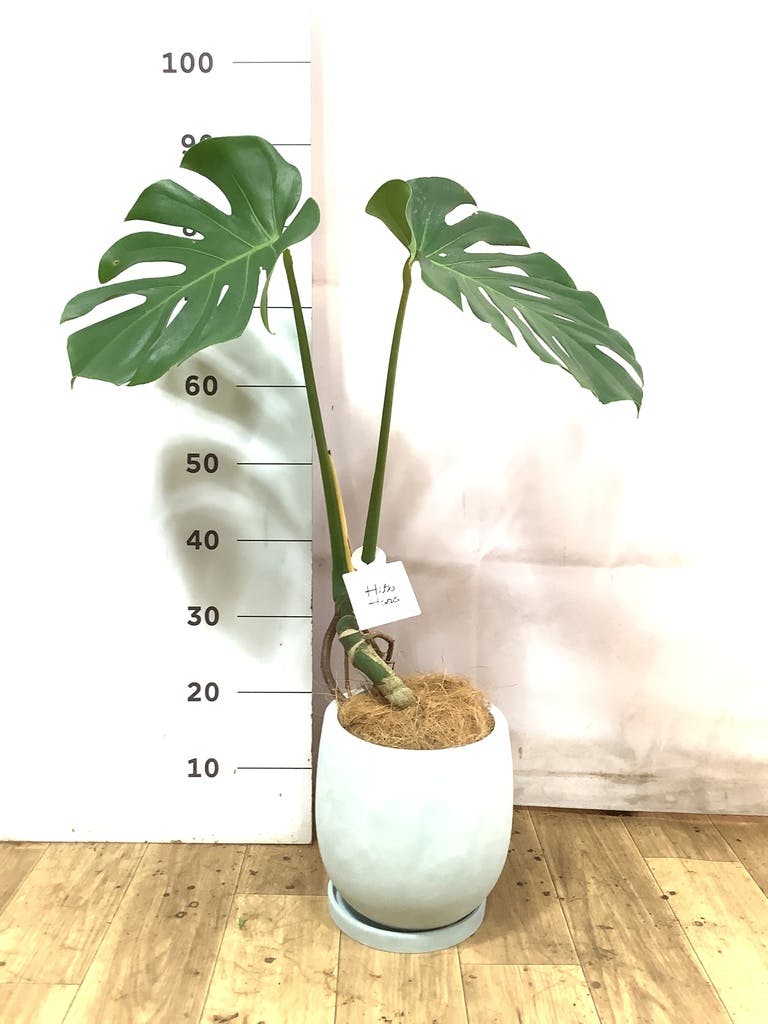 観葉植物 モンステラ 6号 根あがり アイルエッグ ライトブルー 付き