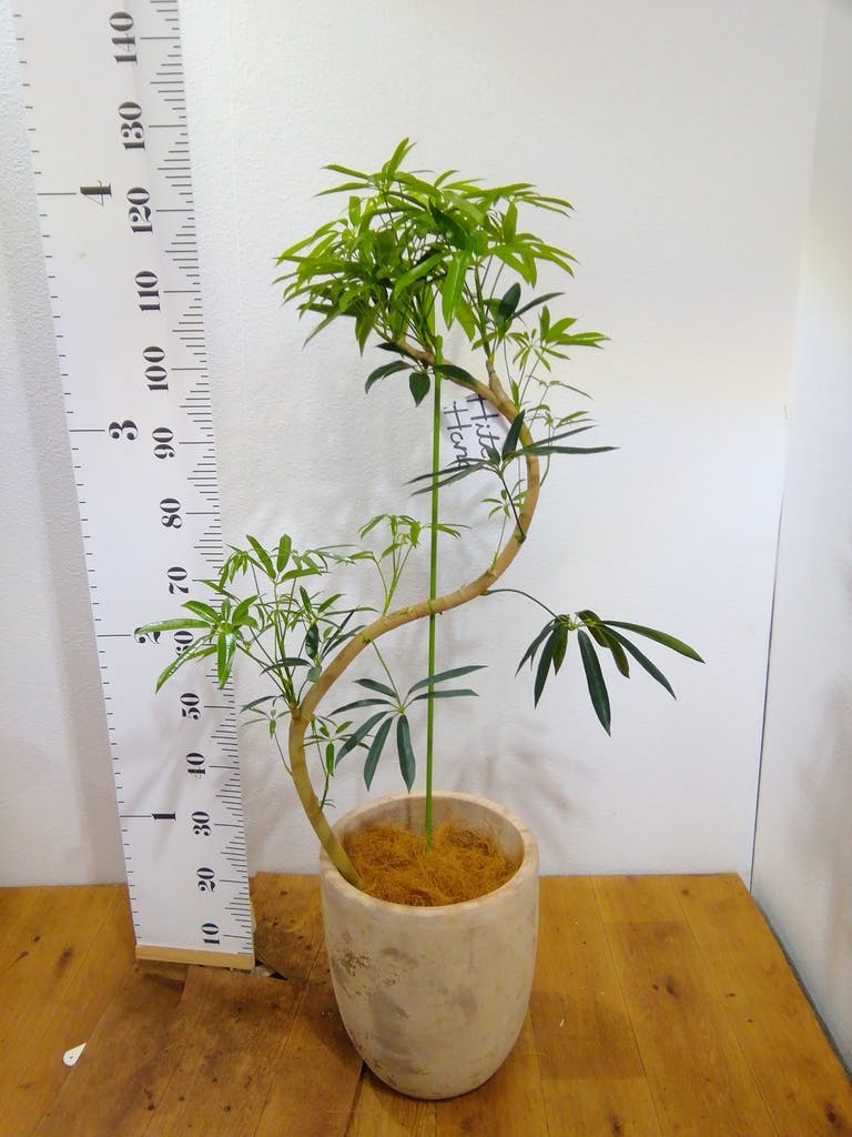観葉植物 シェフレラ アンガスティフォリア 8号 曲り プラスチック鉢