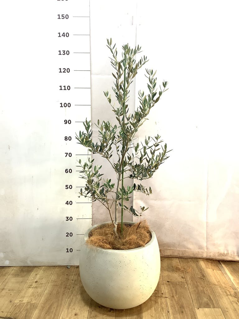 オリーブの木 カヨンヌ | 観葉植物通販HitoHana(ひとはな)