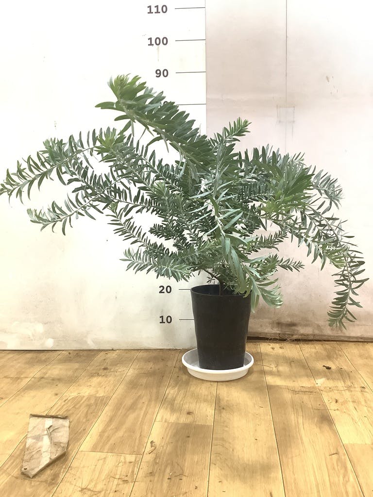 アカシア ブルーブッシュ 写真 | 観葉植物通販HitoHana(ひとはな)