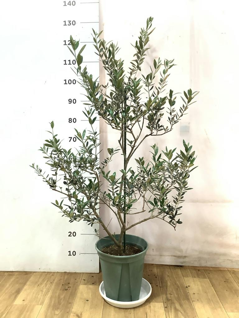 オリーブの木 マンザニロ | 観葉植物 | 送料無料でお届け - Hitohana