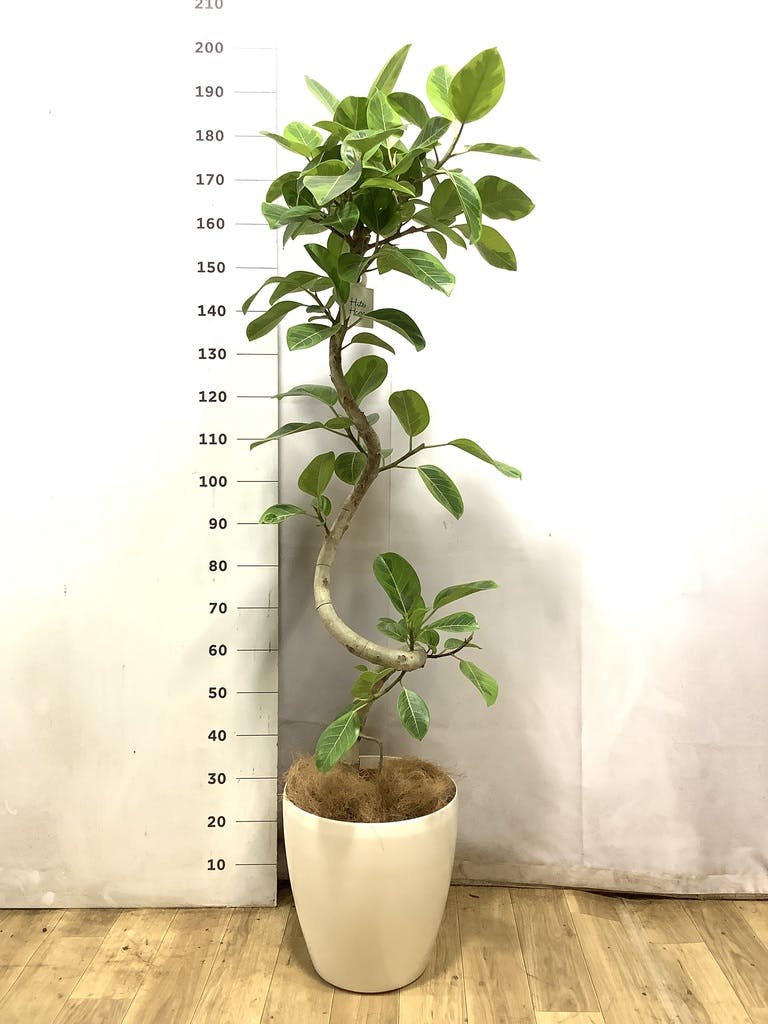 フィカス アルテシーマ 10号 | 観葉植物 | インテリアやギフトに