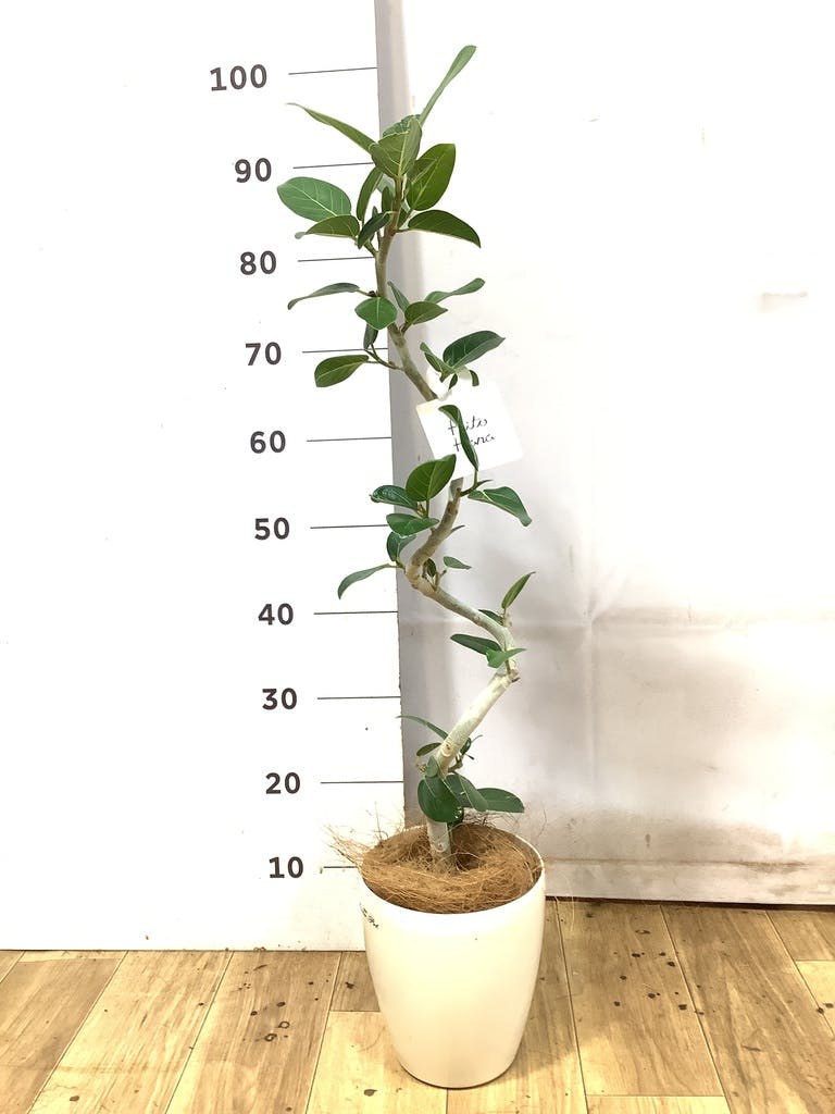 フィカス ベンガレンシス 10号 | 観葉植物通販 Hitohana（ひとはな）