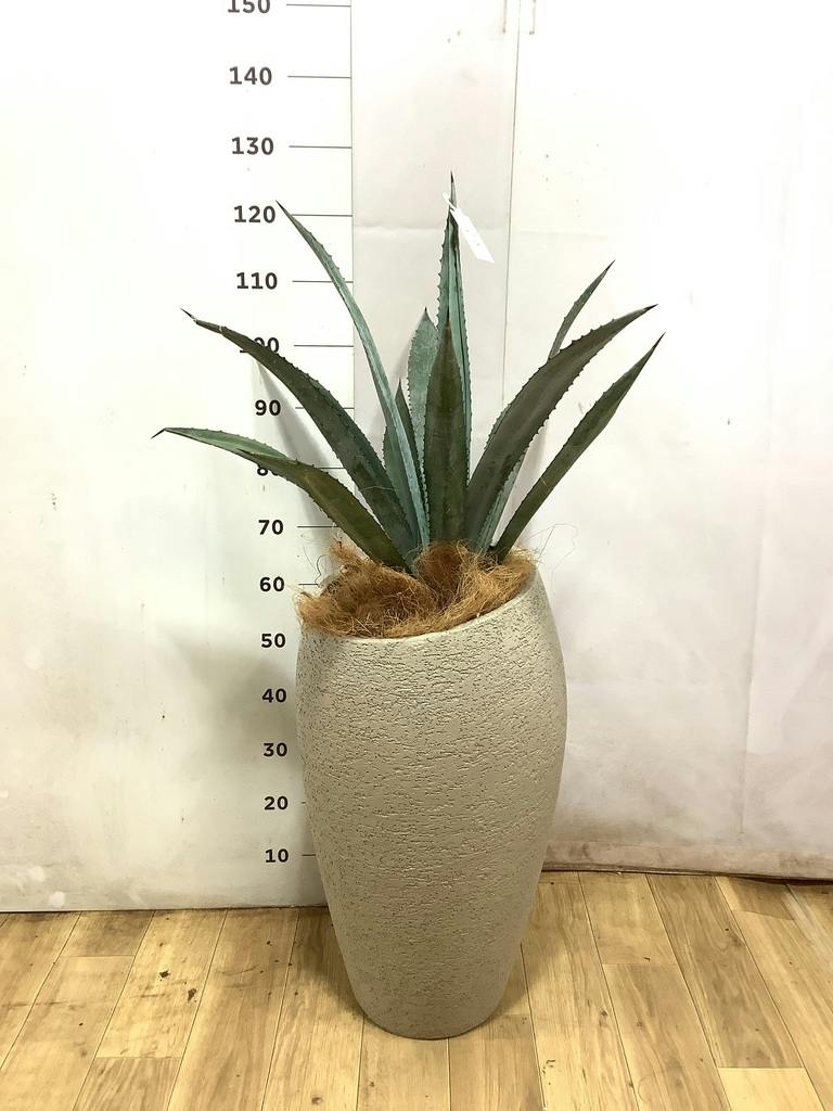 アガベ 8号 | 観葉植物 | インテリアやギフトに - Hitohana（ひとはな）
