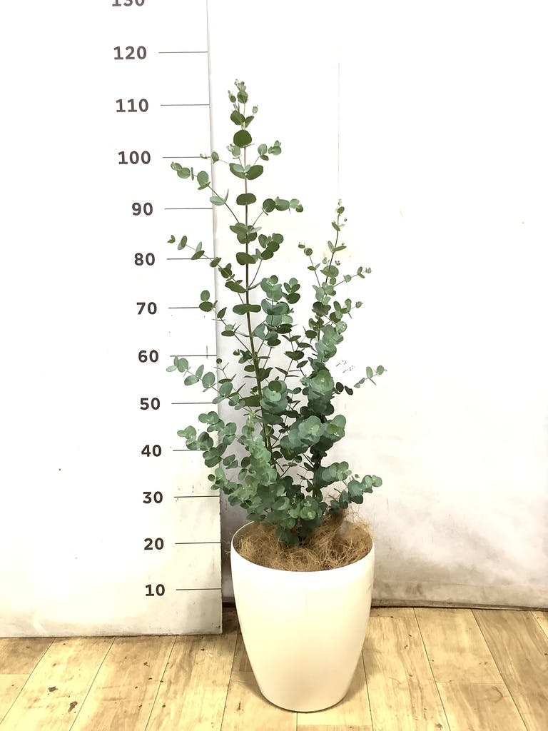 ユーカリ 7号 | 通販専門店 HitoHana（ひとはな）