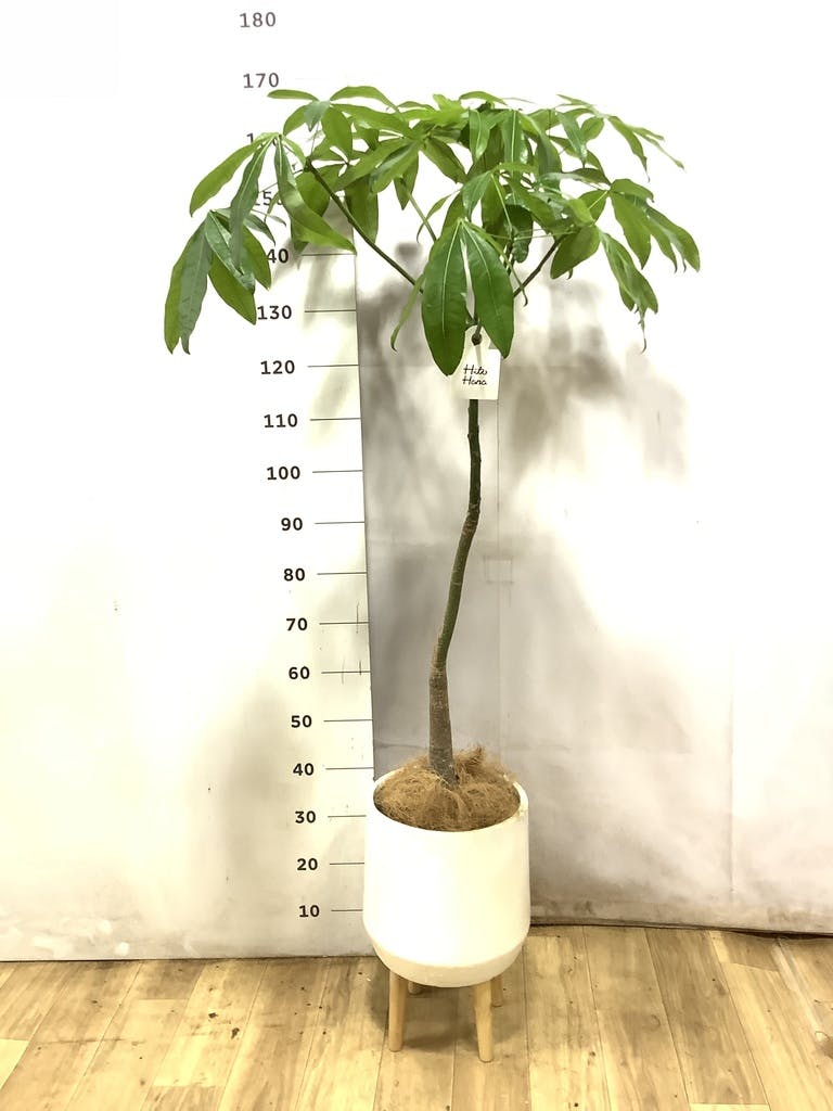 パキラ パラソル | 観葉植物の通販ならHitoHana（ひとはな）