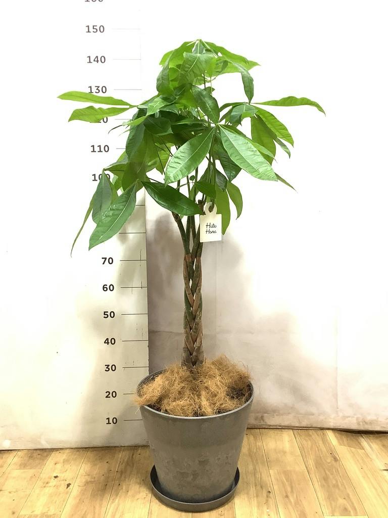 観葉植物 パキラ 【150cm】 8号 2本立ち #72645 | 観葉植物なら