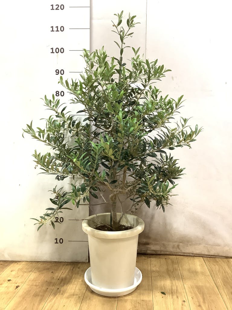観葉植物 オリーブ 8号 アルベキーナ セドナロング 墨 付き | 観葉植物