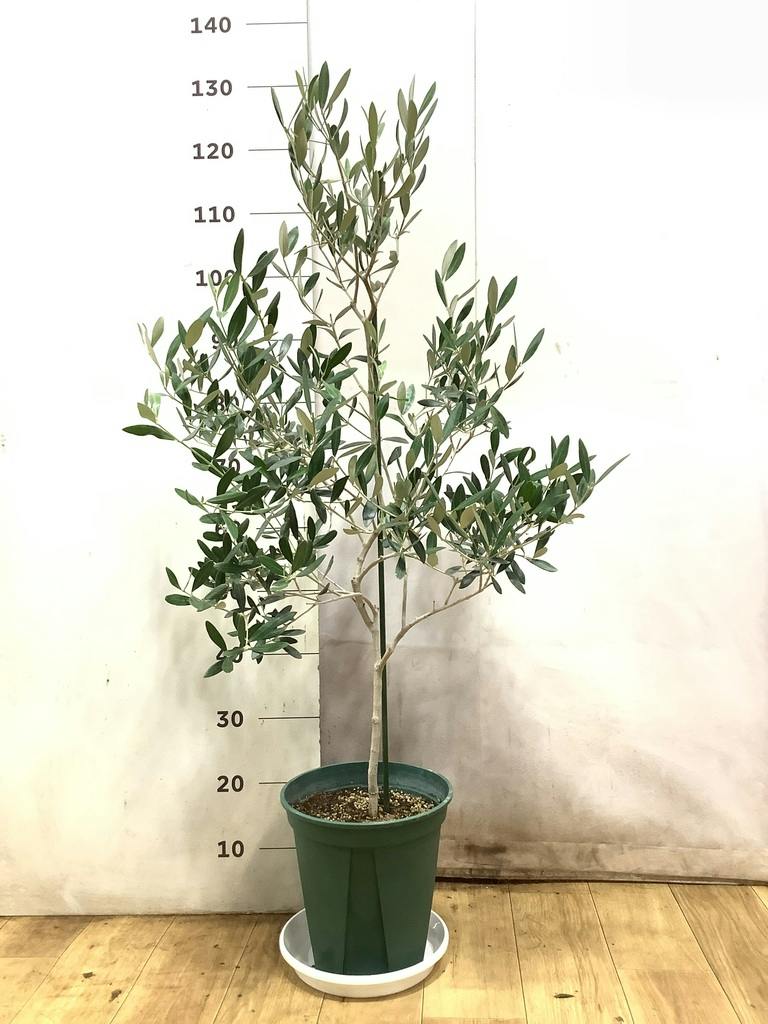 観葉植物 オリーブの木 8号 ミッション プラスチック鉢 / 小倉園