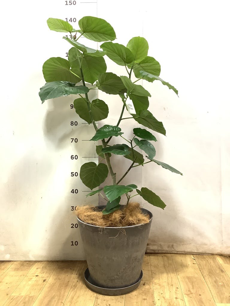 観葉植物 フィカス ウンベラータ 【お祝いにおすすめ】8号 アート