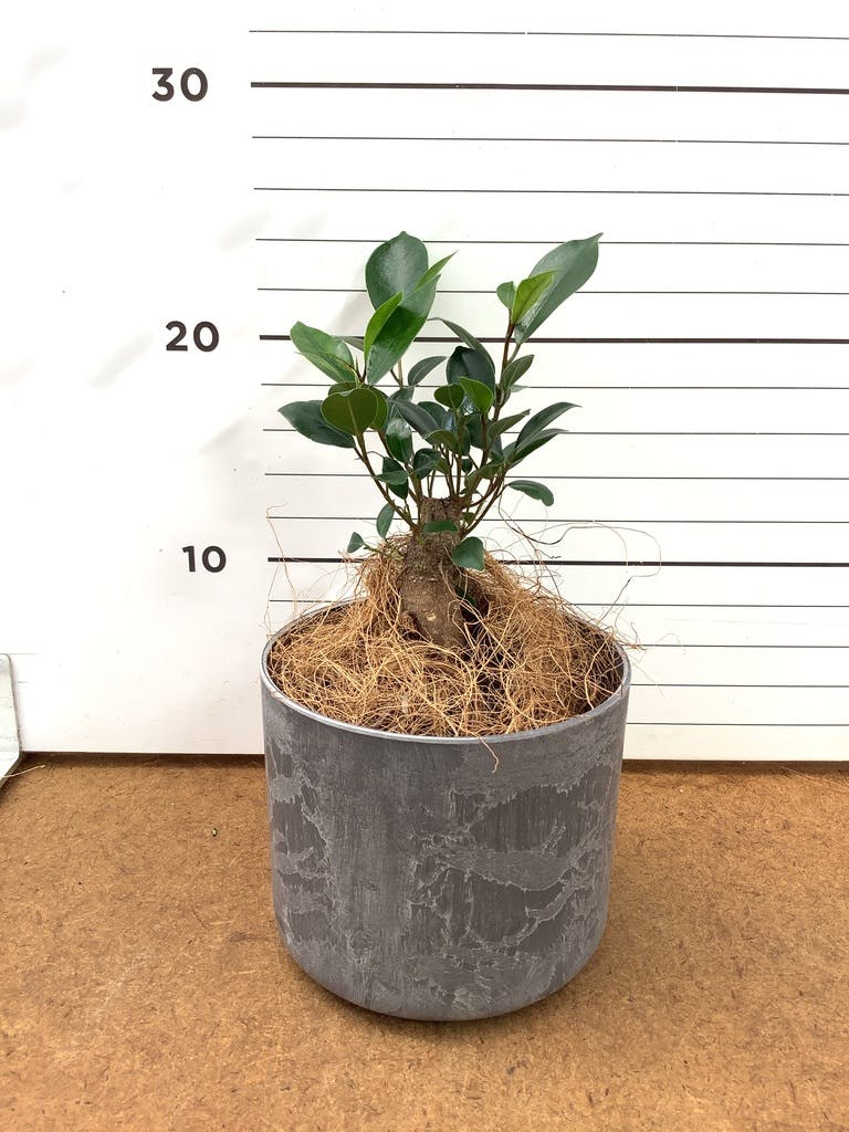 観葉植物 ガジュマル 3号 股仕立て アートストーン シリンダー グレー