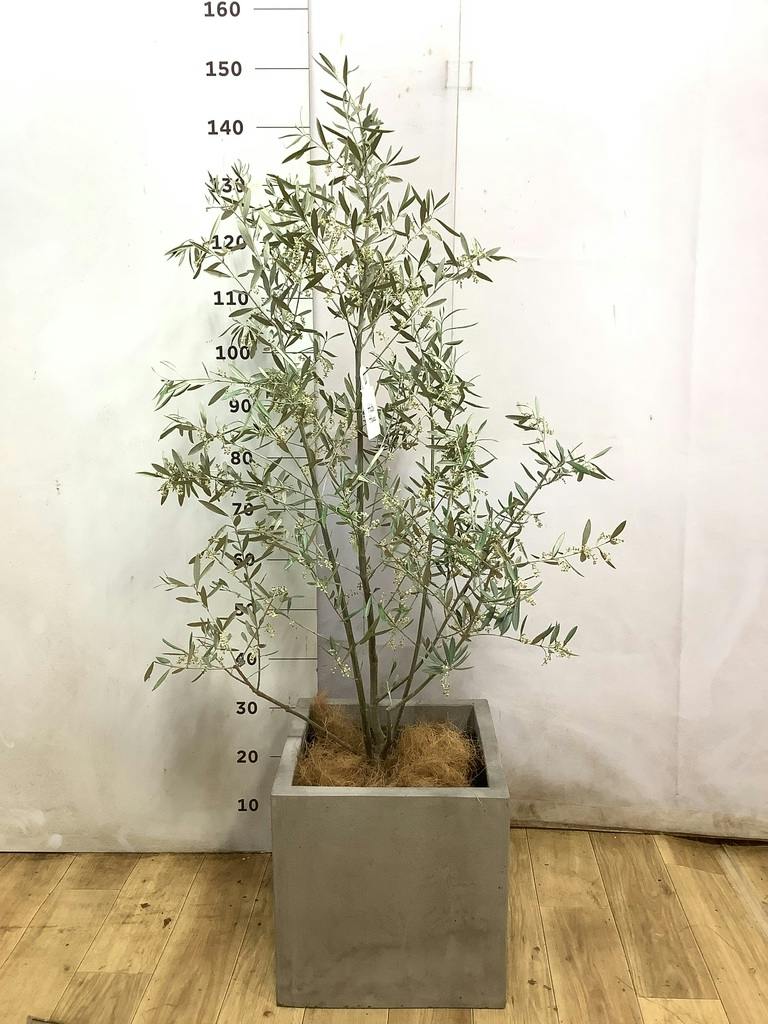 観葉植物 オリーブの木 8号 ピクアル コンカー キューブ 灰 付き